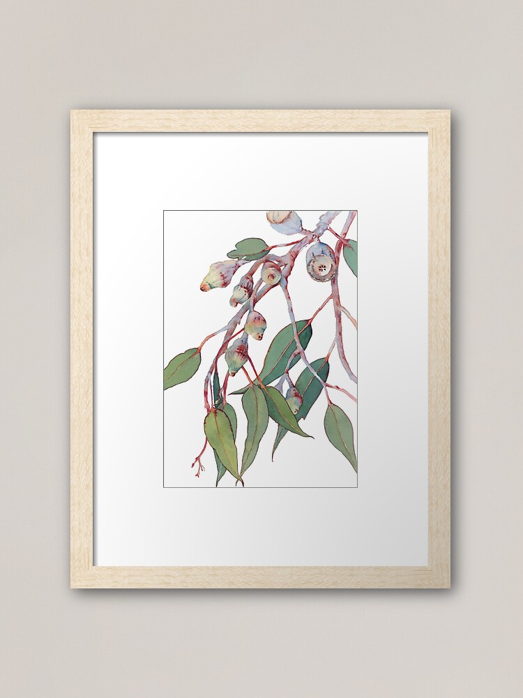 "Australian native eucalyptus tree branch" Framed Art Print by