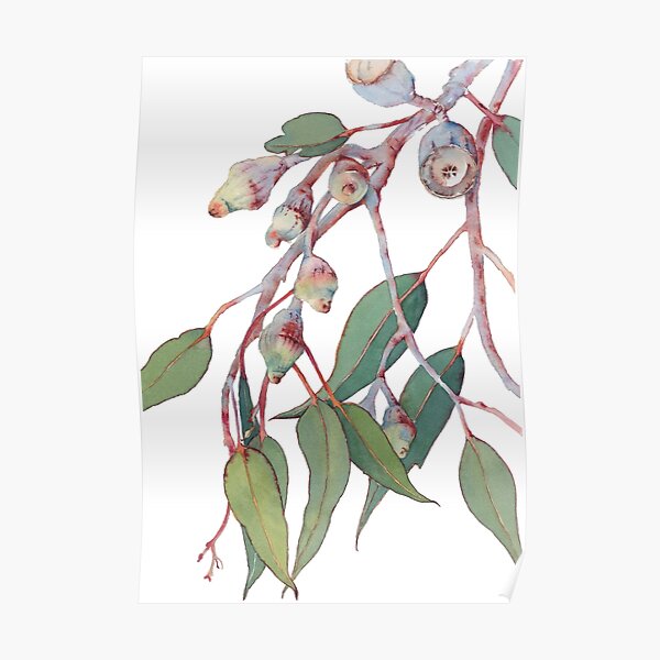Australian native eucalyptus tree branch Poster