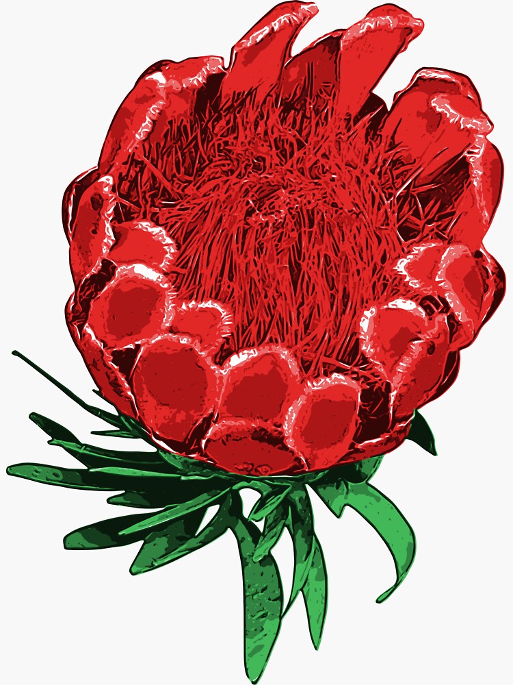 Beautiful Protea Illustration - Lovely Australian Native Flower by annaleebeer