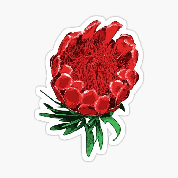 Beautiful Protea Illustration - Lovely Australian Native Flower Sticker