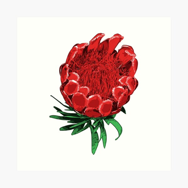 Beautiful Protea Illustration - Lovely Australian Native Flower Art Print