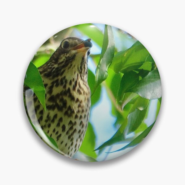 Item preview, “ Song Thrush  In Ivy “ designed and sold by Richard Couchman.