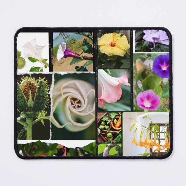 Item preview, Datura flowers, datura plant, datura flower art, datura stramonium and sacred datura, beautiful collage & nature lover gifts designed and sold by Flowerartlovers.