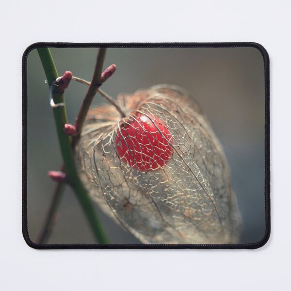 Item preview, Physalis on branch in winter garden designed and sold by olena2552.