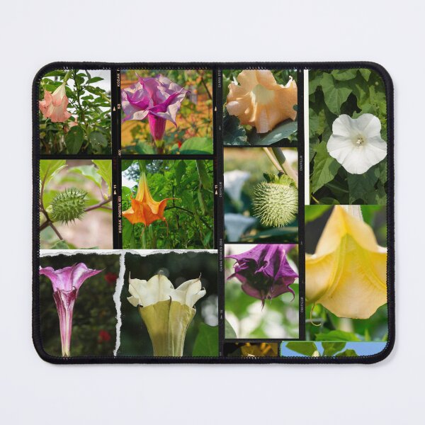 Item preview, Datura flowers, datura plant, datura flower art, datura stramonium and sacred datura, beautiful collage & nature lover gifts designed and sold by Flowerartlovers.