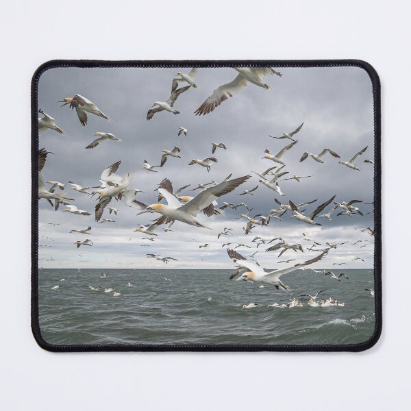Item preview, Northern Gannet colony designed and sold by AliMarleyPhoto.