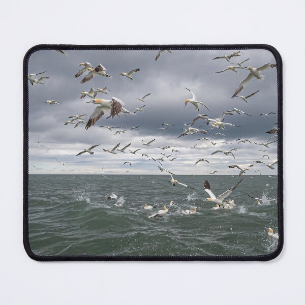 Item preview, Northern Gannet colony designed and sold by AliMarleyPhoto.