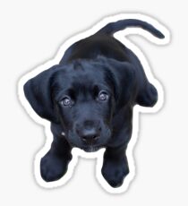 Black lab puppy Sticker