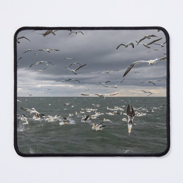 Item preview, Northern Gannet colony designed and sold by AliMarleyPhoto.