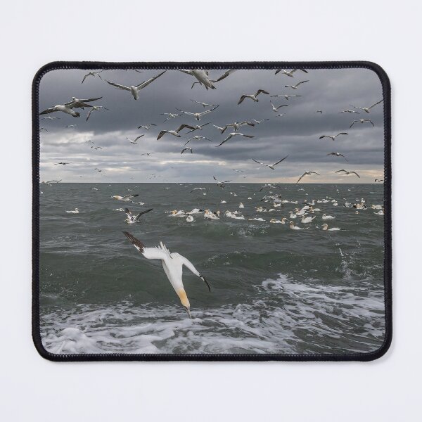 Item preview, Northern Gannet colony designed and sold by AliMarleyPhoto.