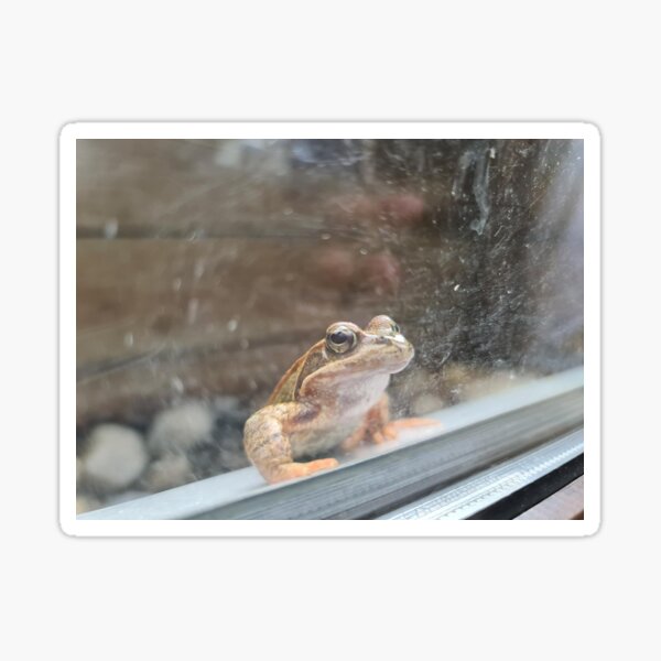 Mr Toad Sticker