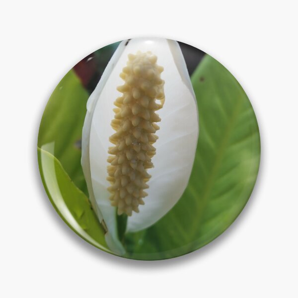 Item preview, Spathiphyllum wallisii designed and sold by HomHai.