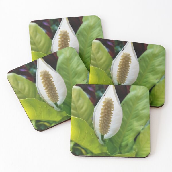Item preview, Spathiphyllum wallisii designed and sold by HomHai.