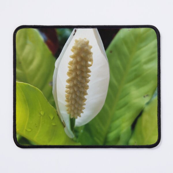 Item preview, Spathiphyllum wallisii designed and sold by HomHai.