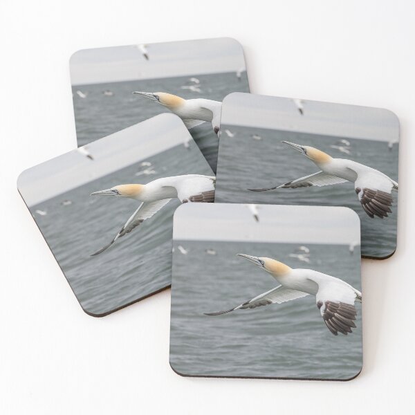 Item preview, Northern Gannet designed and sold by AliMarleyPhoto.