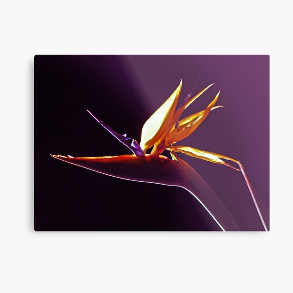 The Bird Metal Print