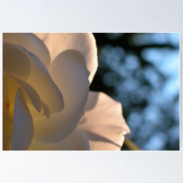 Rose Poster