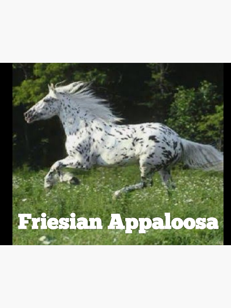 Appaloosa Horses for Sale