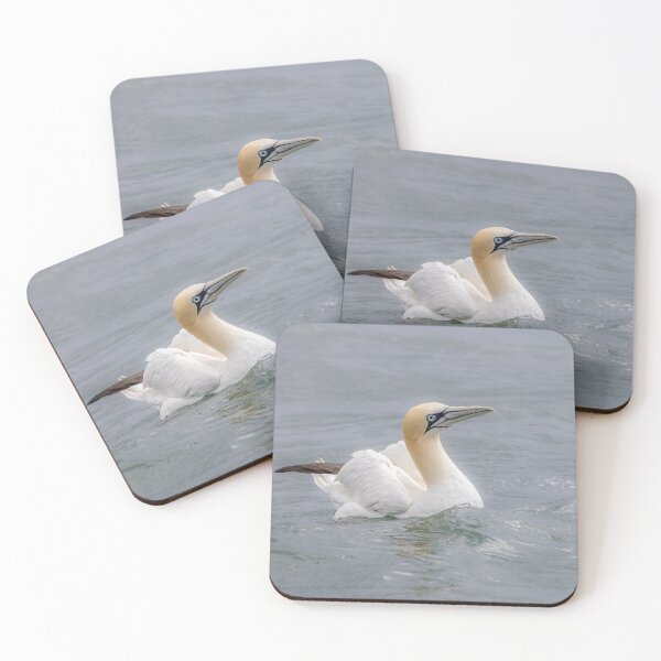 Artikelvorschau, Northern Gannet entworfen und verkauft von AliMarleyPhoto.