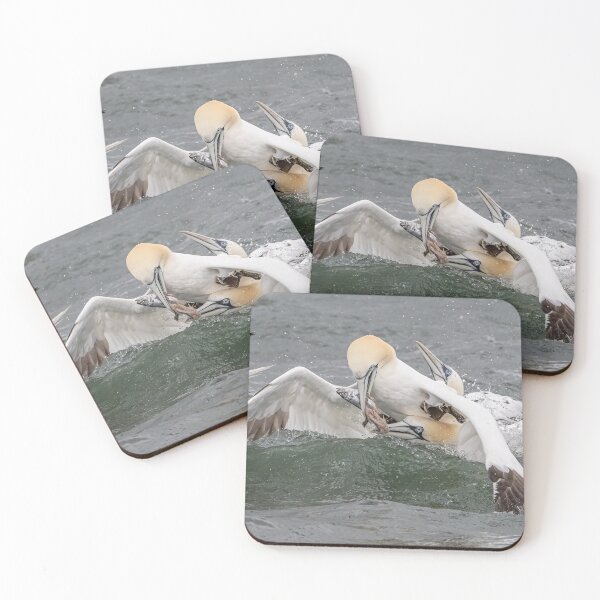 Artikelvorschau, Northern Gannet fish fight entworfen und verkauft von AliMarleyPhoto.