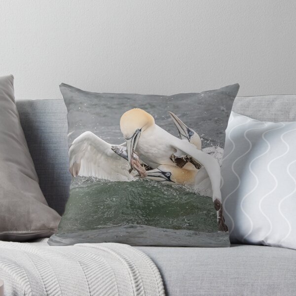 Aperçu de l'œuvre Northern Gannet fish fight créée et vendue par AliMarleyPhoto.
