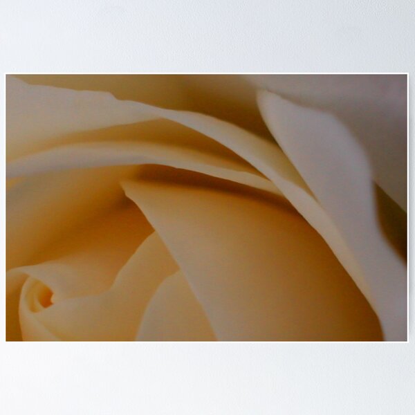 Rose Poster