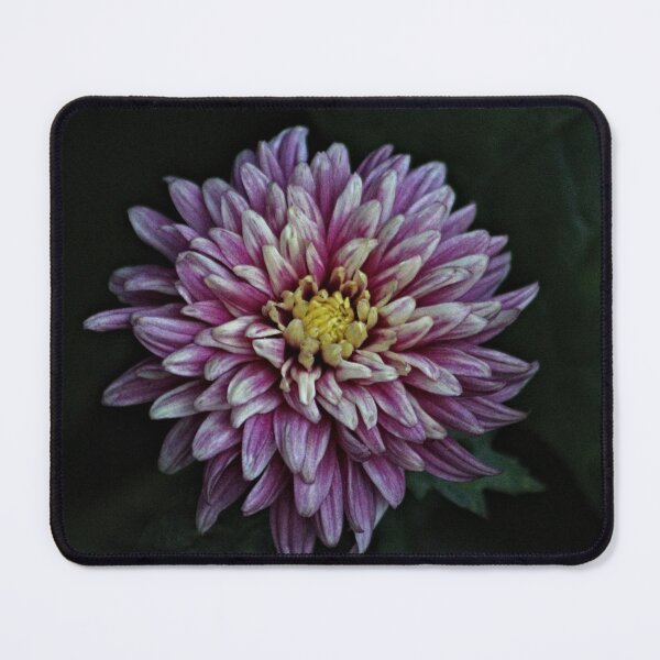 Item preview, Chrysanthemum Autumnal Flower Closeup designed and sold by Anna Lemos.