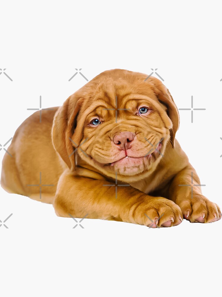 Dogue De Bordeaux, Funny Dog, Cute Puppy Dogs