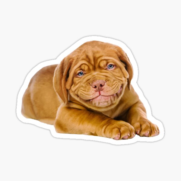 Item preview, Dogue de bordeaux, Funny Dog, Cute Puppy dogs designed and sold by Yes-Monkey.