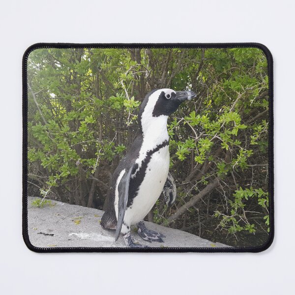 Item preview, Jackass Penguin Simons Town South Africa designed and sold by WackyJacks.
