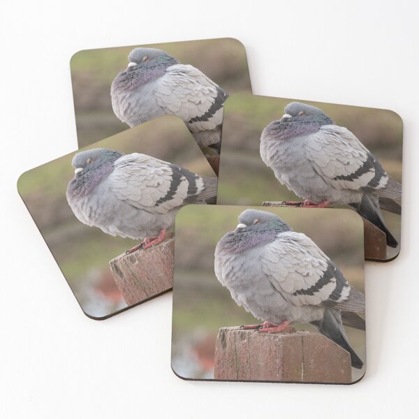 Item preview, Plump Pigeon designed and sold by GingerMan2550.