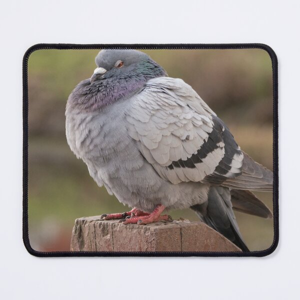 Item preview, Plump Pigeon designed and sold by GingerMan2550.