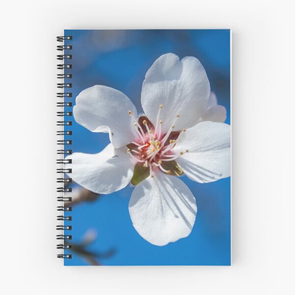 Item preview, Almond blossom photographed from close up designed and sold by JosephineJosipa.