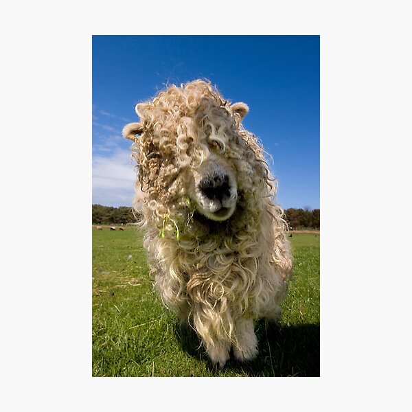 Shaggy Photographic Print
