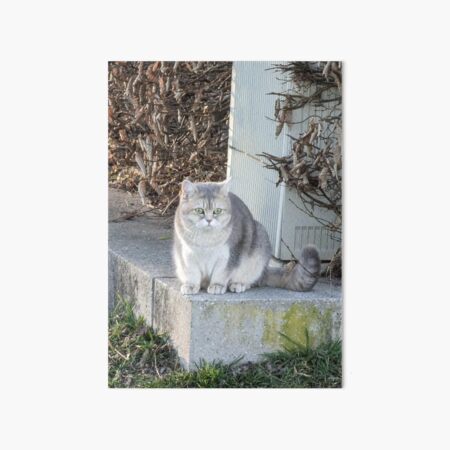 Artikel-Vorschau von Niedliche Katze, designt und verkauft von skulldragonXT.