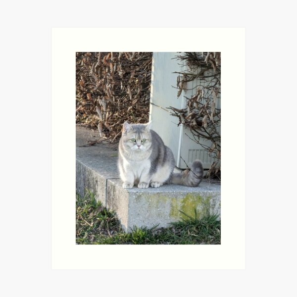 Artikel-Vorschau von Niedliche Katze, designt und verkauft von skulldragonXT.