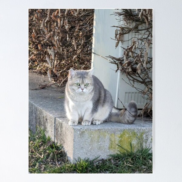 Artikel-Vorschau von Niedliche Katze, designt und verkauft von skulldragonXT.