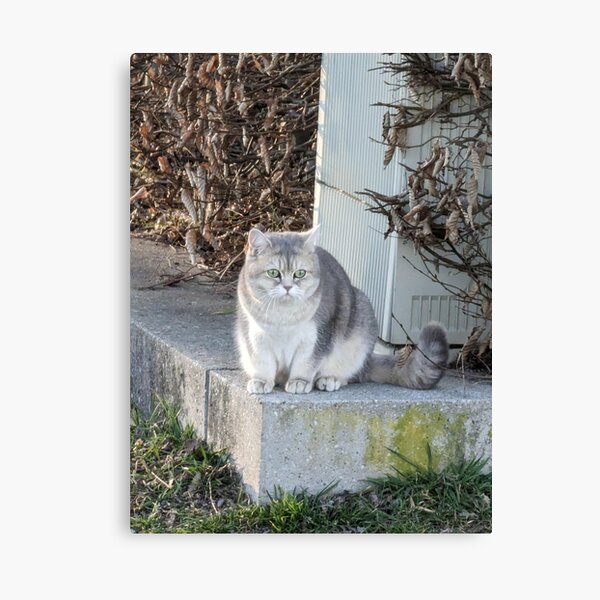 Artikel-Vorschau von Niedliche Katze, designt und verkauft von skulldragonXT.