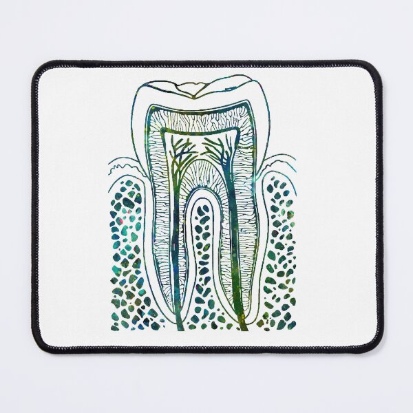 Item preview, Human Tooth Structure designed and sold by EvasDreams.