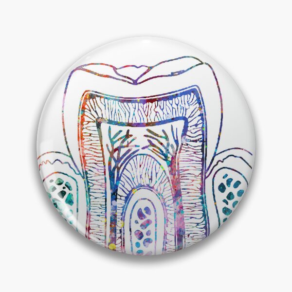 Item preview, Human Tooth Structure designed and sold by EvasDreams.