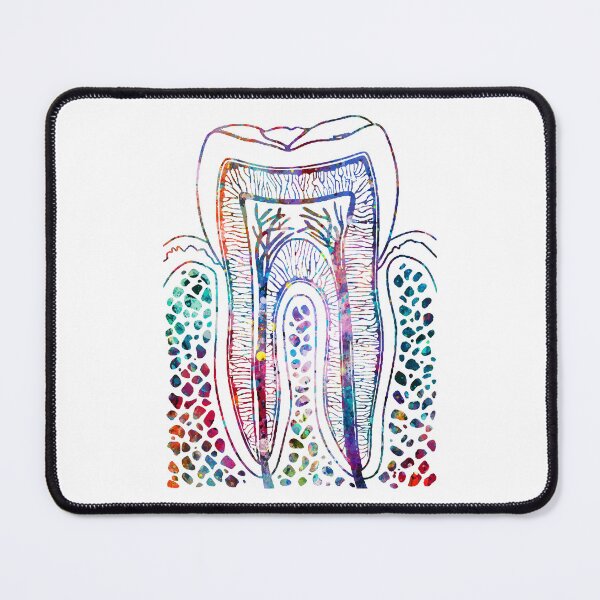 Item preview, Human Tooth Structure designed and sold by EvasDreams.