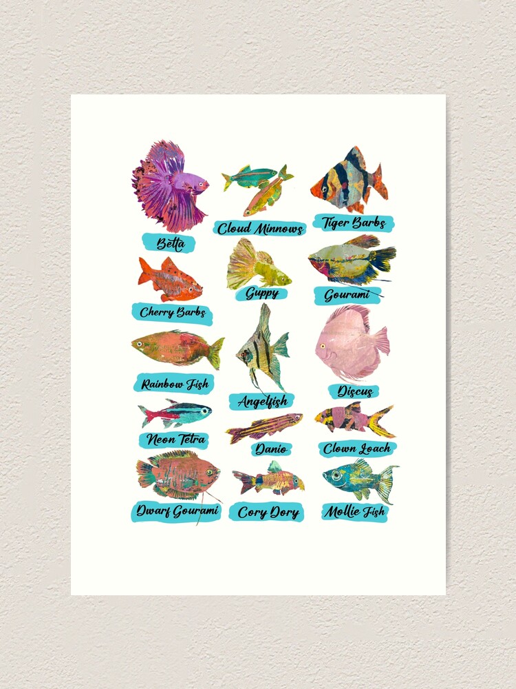 aquarium fish chart