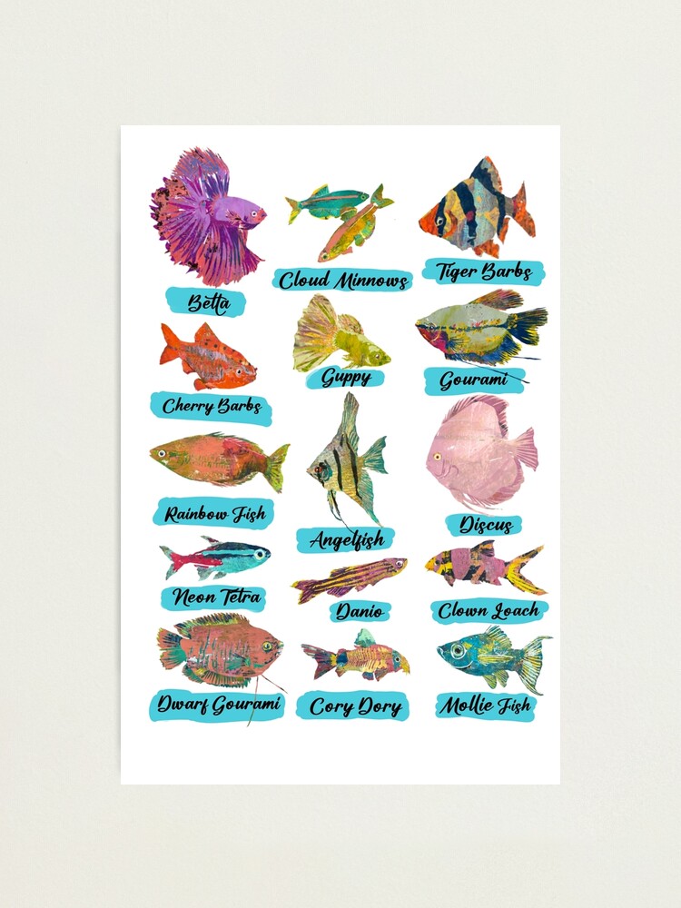 Fish Chart with Names  Photographic Print for Sale by ginaisarty