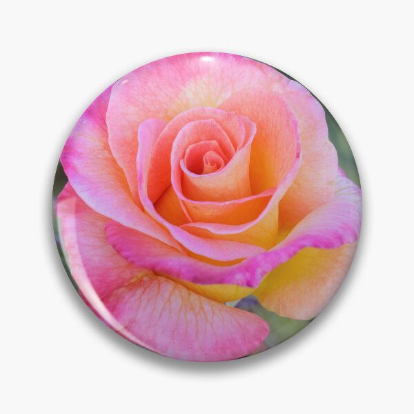 Item preview, 'Mardi Gras' Pink Blend Floribunda Rose in Bloom designed and sold by yhelfman.