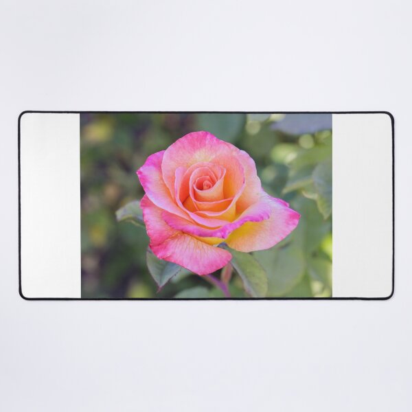 Item preview, 'Mardi Gras' Pink Blend Floribunda Rose in Bloom designed and sold by yhelfman.