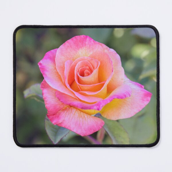 Item preview, 'Mardi Gras' Pink Blend Floribunda Rose in Bloom designed and sold by yhelfman.