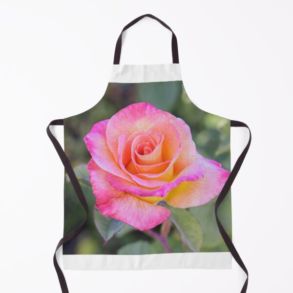 Item preview, 'Mardi Gras' Pink Blend Floribunda Rose in Bloom designed and sold by yhelfman.