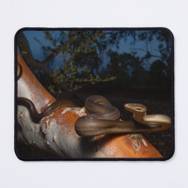 Item preview, Olive Python sets up for the evening hunt designed and sold by CNZdenek.