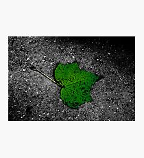 Fallen Photographic Print