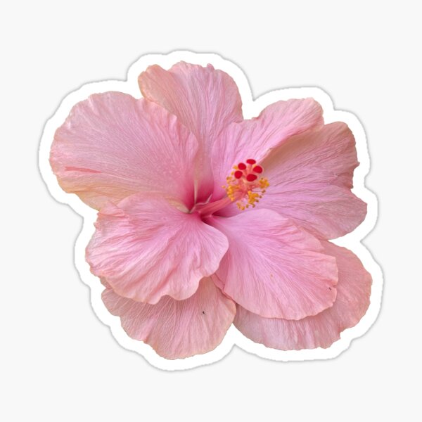 Item preview, Cute Pink Hibiscus Flower designed and sold by Sparkleweather.